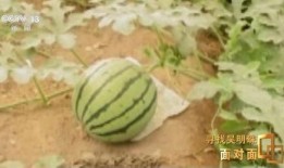 新疆吃瓜高清视频,高清视频带你领略瓜乡魅力