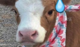 抖音41吃瓜,揭秘热门话题背后的真相与笑料