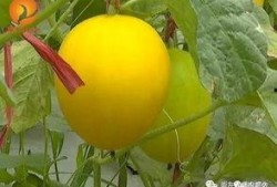 荷荷吃瓜,揭秘娱乐圈那些不为人知的幕后故事