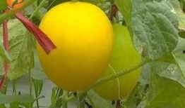 荷荷吃瓜,揭秘娱乐圈那些不为人知的幕后故事