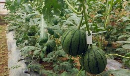 吊瓜放糖吃,传统美食新体验