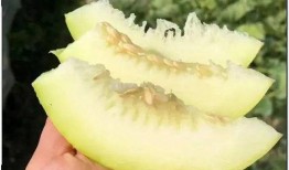 中国吃瓜女王,揭秘娱乐圈幕后风云