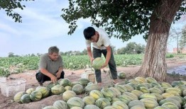 吃瓜的动作多,揭秘吃瓜动作背后的趣味与智慧
