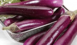 茭瓜吃茄子好吗,营养互补的佳肴探索