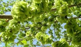 吃瓜榆钱,吃瓜榆钱，品味传统与自然的交融