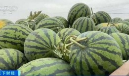 新自由吃瓜基地,现象解析与启示