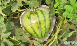 外国到中国吃瓜,外国游客的中国“吃瓜”体验