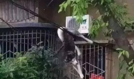 跳楼时吃瓜,围观群众竟在吃瓜？揭秘网络围观背后的心理现象