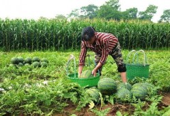 鑫辉采摘吃瓜,体验田园乐趣，尽享新鲜瓜果美味