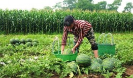 鑫辉采摘吃瓜,体验田园乐趣，尽享新鲜瓜果美味