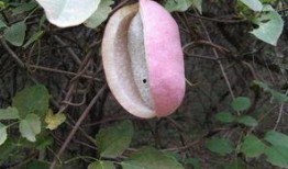 网购的八月瓜怎么吃,轻松解锁美味新食法