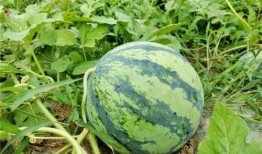 济宁经开区吃瓜,瓜果飘香，品味生活新篇章