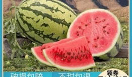 早上快乐吃瓜,快乐开启美好一天