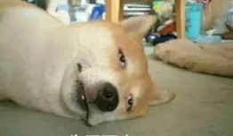 b站请你吃瓜,网络热词背后的文化现象与社交趋势