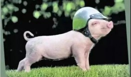 小猪吃瓜摆件图片,萌趣盎然，家居生活新宠