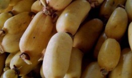 经期可以吃茭瓜,茭瓜助力女性健康调理