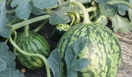 梦见在水边吃瓜,水边瓜香，揭秘梦境中的清凉时光