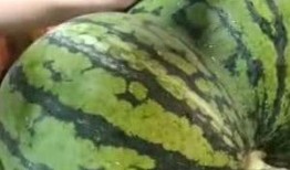 吃瓜回来瓜棚没了,吃瓜群众见证的奇妙事件