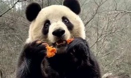 熊猫下雪吃瓜,萌态十足冬日暖场