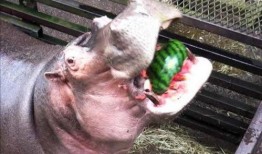 史上吃瓜速度最快,一秒内掌握热点动态