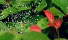 小暑至吃瓜模式,清凉一夏，尽享瓜果盛宴