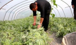 安阳吕村吃瓜,夏日里的瓜香四溢，探寻乡村吃瓜新风尚