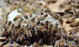 蜜蜂吃瓜视频大全,甜蜜瞬间捕捉大自然的奇妙互动