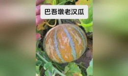 新疆吃瓜高清视频,高清视频带你领略瓜乡魅力