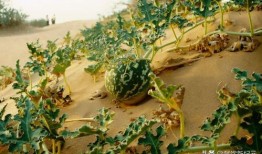 吃瓜绿洲世界,揭秘神秘世界的奇幻之旅