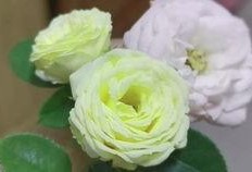 吃瓜兔哥,揭秘娱乐圈幕后故事