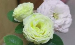 吃瓜兔哥,揭秘娱乐圈幕后故事