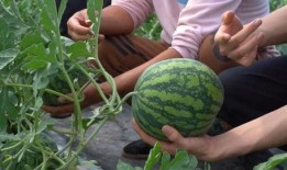 邯郸最新吃瓜卖花,吃瓜卖花，夏日风情浓