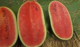 快速吃瓜教程,轻松掌握快速吃瓜教程