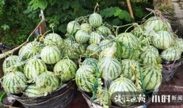 邯郸最新吃瓜卖花,吃瓜卖花，夏日风情浓