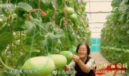 中国吃瓜自由现状,全民娱乐时代的现象解析