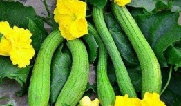 吃条瓜,吃条瓜，清凉一夏