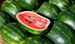 吃瓜资料简介,一场全民娱乐的盛宴