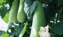 蒲瓜做法干吃,传统美味，尽享干香脆口