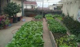 楼顶吃瓜视频大全,揭秘热门视频背后的故事与笑料