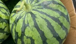 梦见在水边吃瓜,水边瓜香，揭秘梦境中的清凉时光