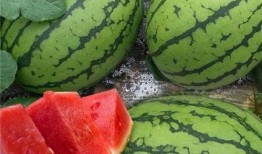 大瓜都在吃吗,全民皆知的秘密，都在这里揭秘