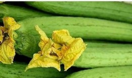 妇科护士吃瓜,揭秘女性健康那些事儿