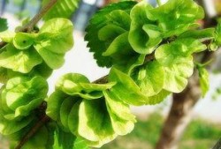 吃瓜榆钱,吃瓜榆钱，品味传统与自然的交融