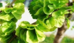 吃瓜榆钱,吃瓜榆钱，品味传统与自然的交融