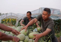 安阳吕村吃瓜,夏日里的瓜香四溢，探寻乡村吃瓜新风尚