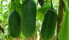 楼顶吃瓜视频大全,揭秘热门视频背后的故事与笑料