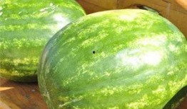 愚人节吃瓜大瓜图片,揭秘那些让人捧腹大笑的吃瓜大瓜瞬间