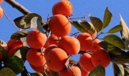 吃柿瓜吗,揭秘柿瓜的独特风味