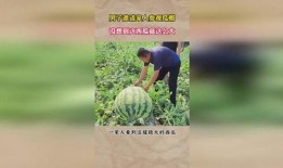 吃瓜回来瓜棚没了,吃瓜群众见证的奇妙事件