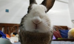 吃瓜兔哥,揭秘娱乐圈幕后故事